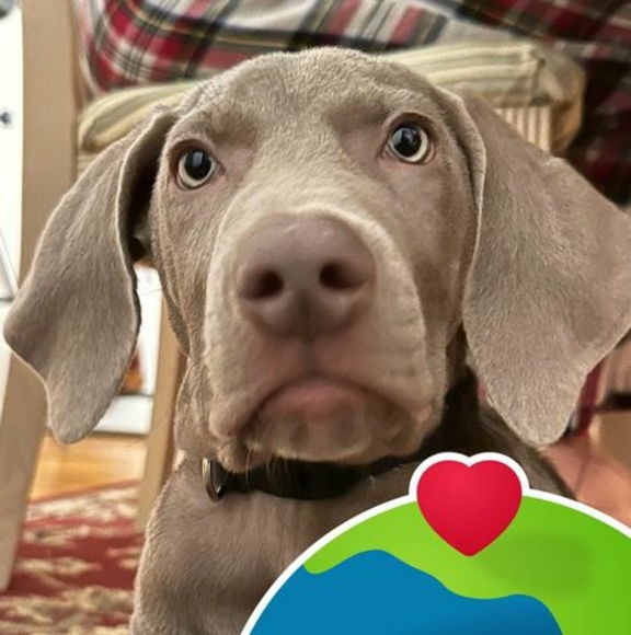 Meet your Posher, Jeffrey - Picture 1 of 1